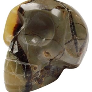 Septarie schedel 14 cm