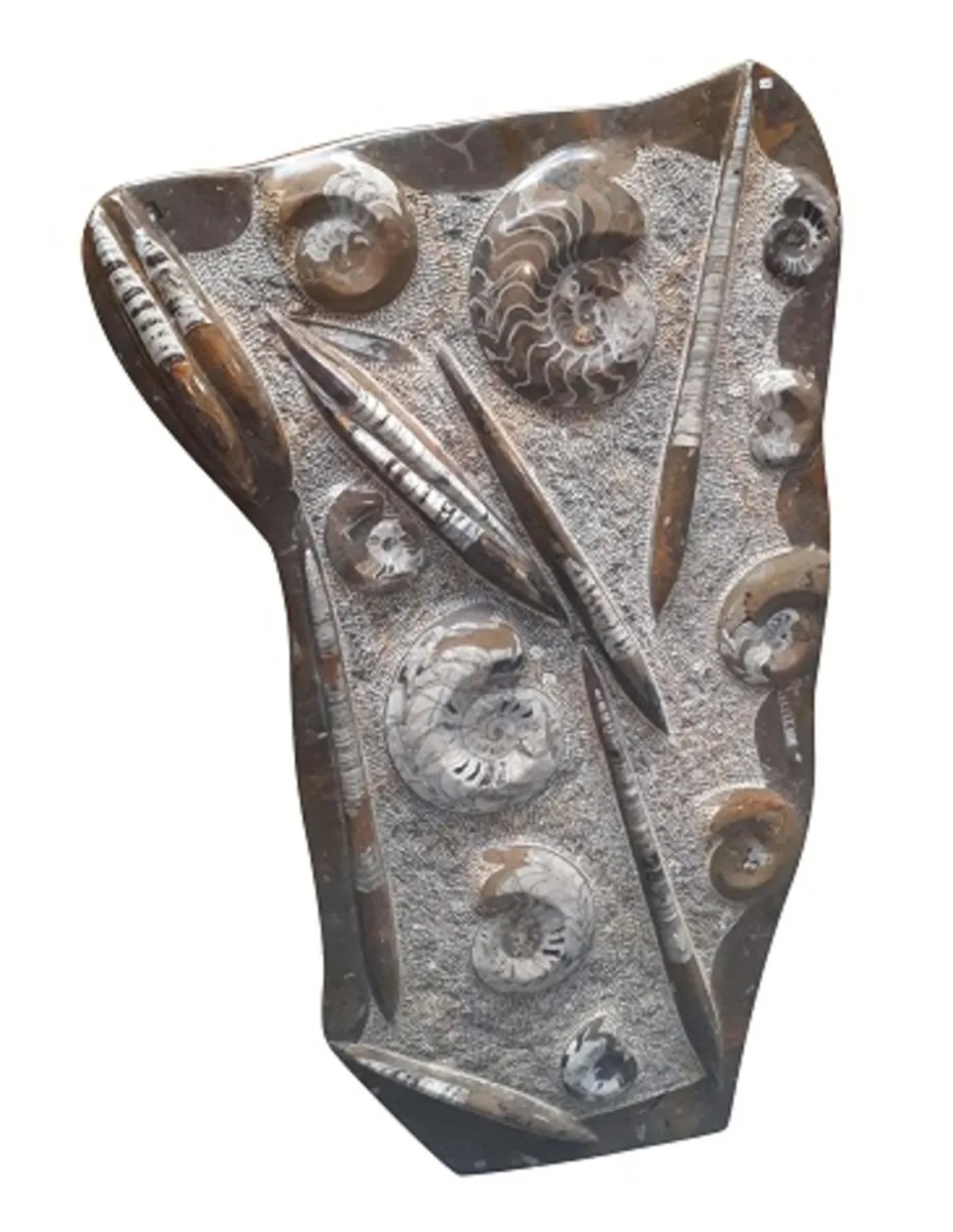 Orthoceras met Ammoniet sculptuur nr.29