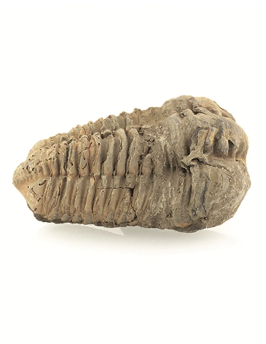 Trilobiet bruin ca. 6 cm - Afbeelding 2